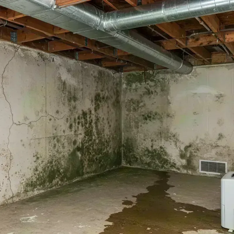 Professional Mold Removal in Hartville, MO